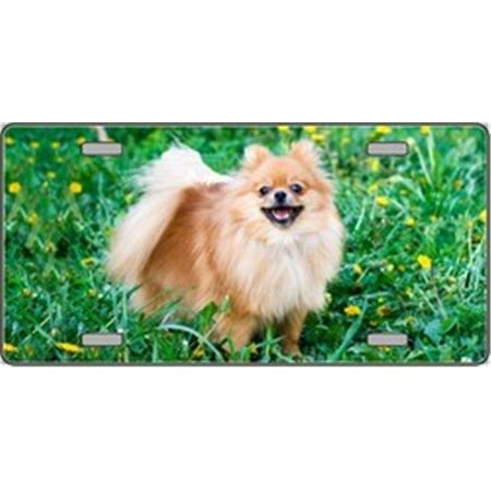 POWERHOUSE Pomeranian Dog Pet Novelty License Plates- Full Color Photography License Plates PO125656
